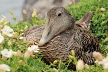 Female eider duck sitting on a nest ©Lorne Gill/NatureScot