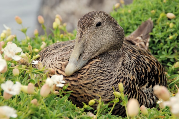 Female eider duck sitting on a nest ©Lorne Gill/NatureScot