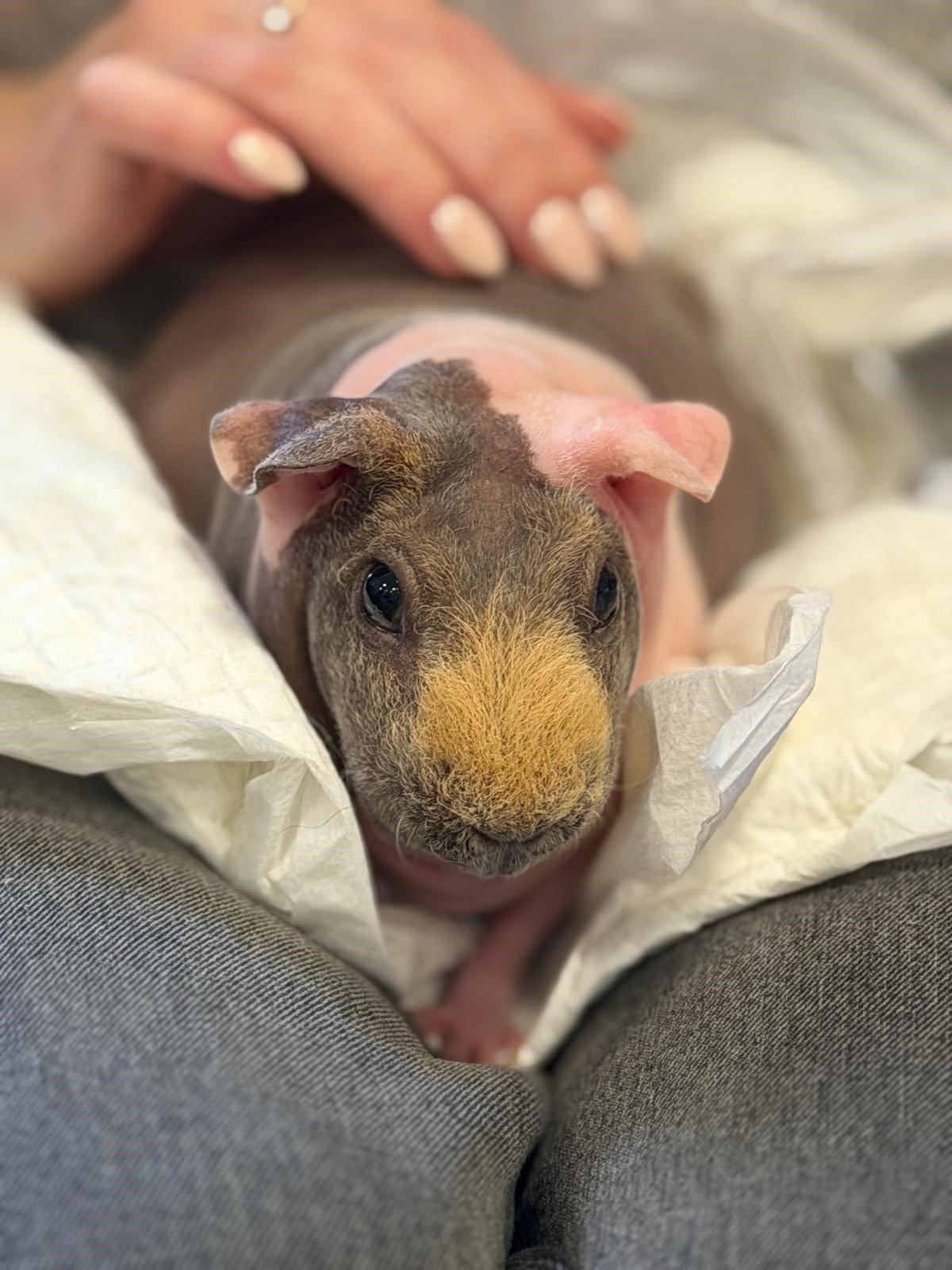 Skinny pig at Castleford care home