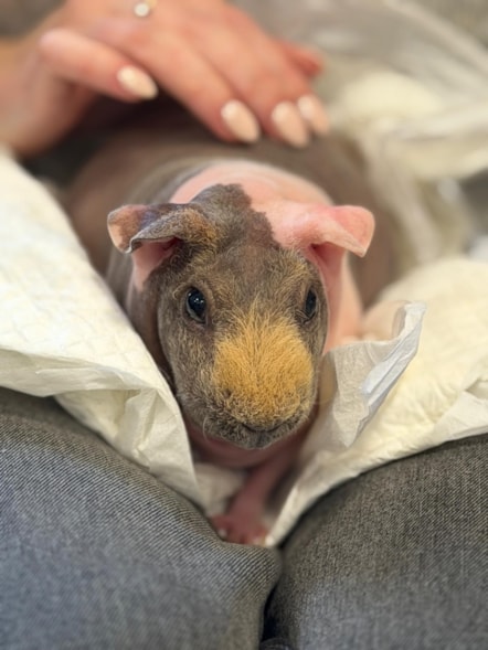 Skinny pig at Castleford care home