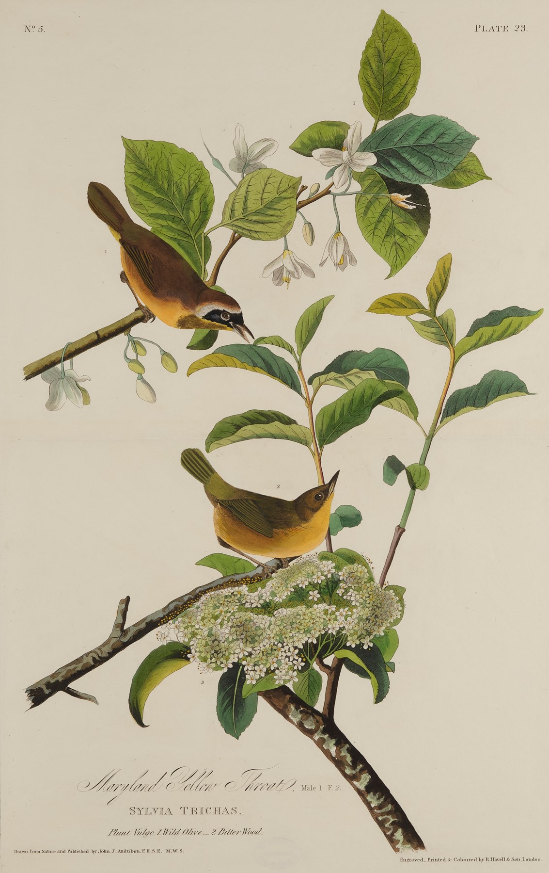 Print depicting Maryland Yellow Throats from Birds of America, by John James Audubon. Image © National Museums Scotland