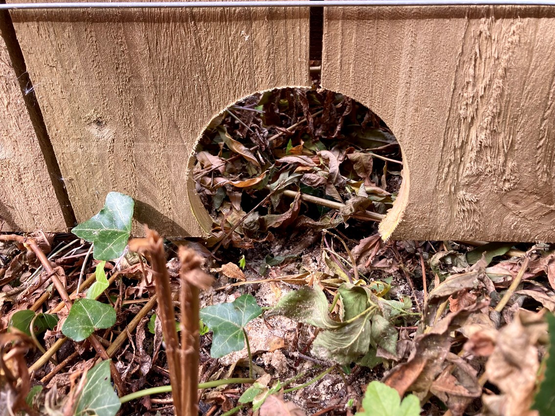 HedgehogHoleatMuirend