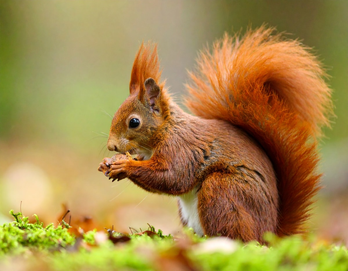 Red squirrels are found in isolated areas of Lancashire but numbers are currently too low to support a healthy breeding population