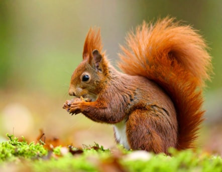 Red squirrels are found in isolated areas of Lancashire but numbers are currently too low to support a healthy breeding population