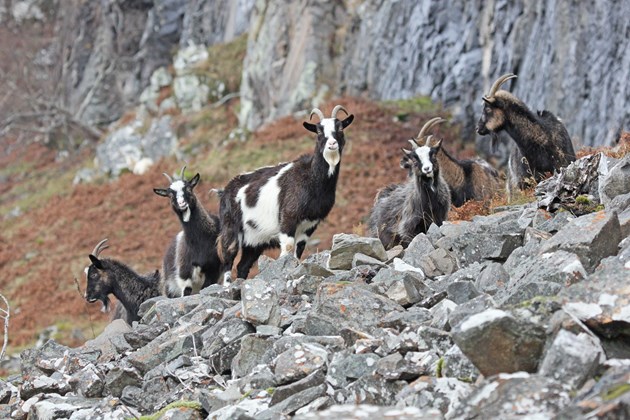 NE Mammal Atlas - Feral Goats at Laggan photo by Adam Francis