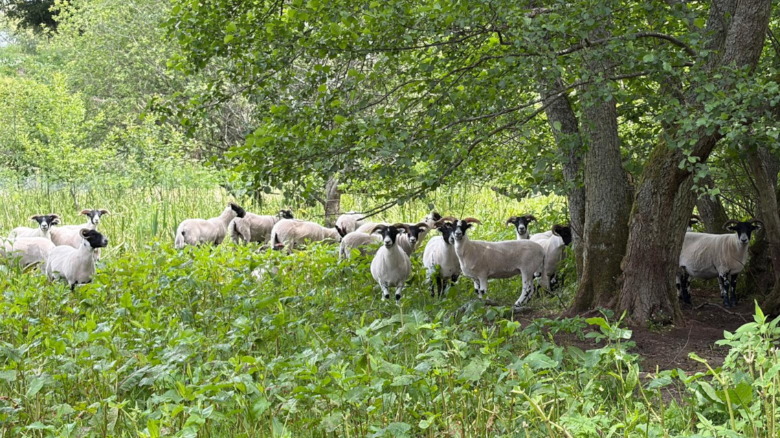 Ewe won’t believe it! Sheep on track to transform Perth green space: Sheep in Barnhill Orchard