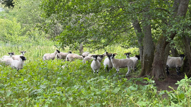 Ewe won’t believe it! Sheep on track to transform Perth green space: Sheep in Barnhill Orchard