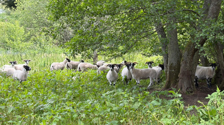 Ewe won’t believe it! Sheep on track to transform Perth green space
