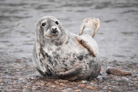 Wildlife Society January - Seal at Portgordon. Kerri Owen