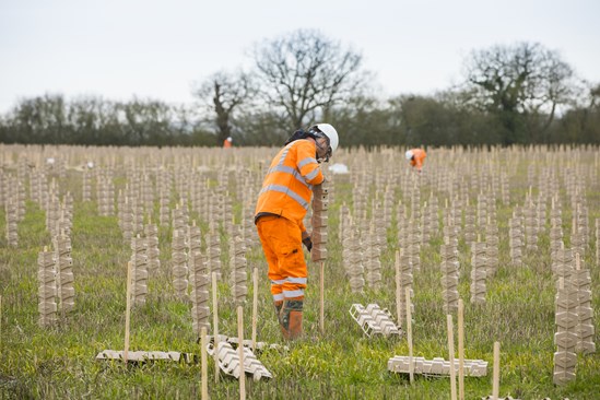Tree planting at Finemere Wood using biodegradable tree guards: Credit: HS2 Ltd