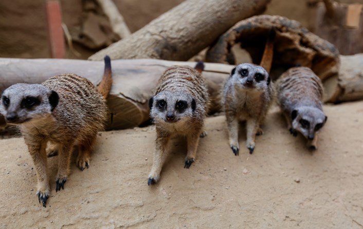 Tropical World meerkats
