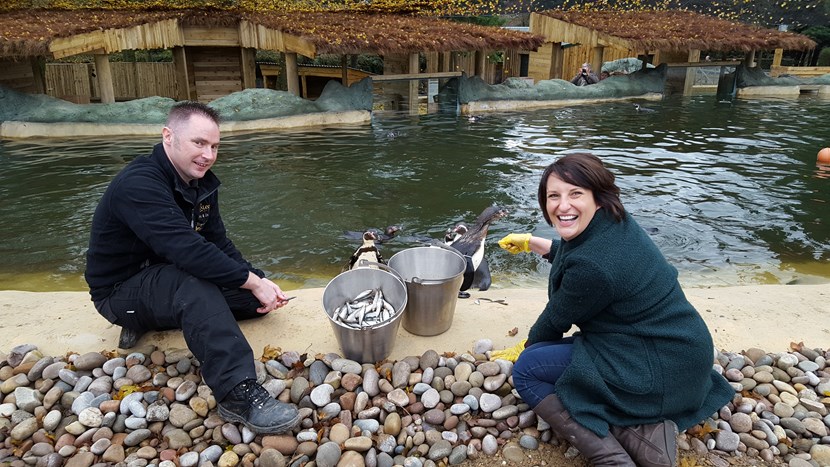 Penguins are the toast of the coast as spectacular new attraction opens: 20171121-132708.jpg