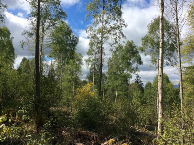 Main Image - Winner of the 2024 Dulverton Flagon, David Shepherd and Annie Griffiths for Craggach Woodland, Inverness-shire 