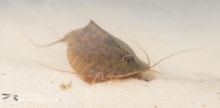 Tadpole Shrimp (c) Neil Phillips / Buglife: Tadpole Shrimp (c) Neil Phillips / Buglife