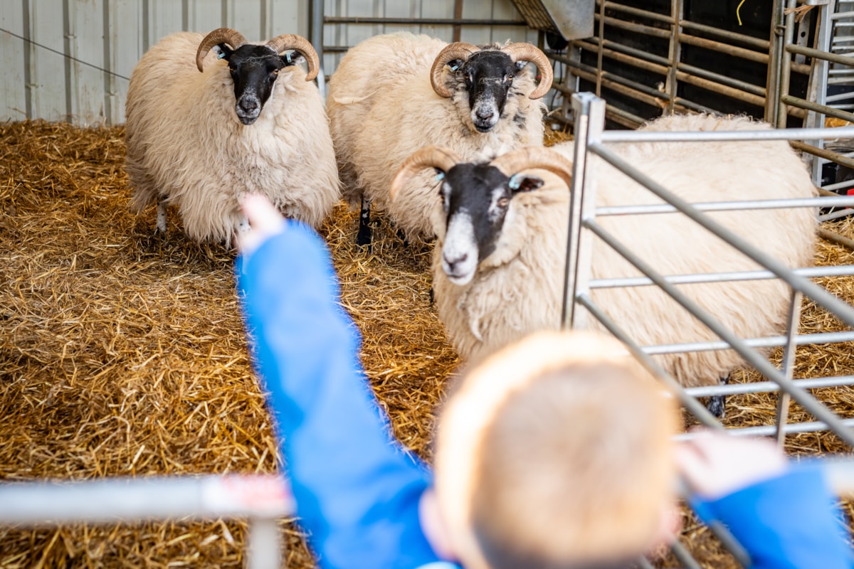 Woolly Weekend at the National Museum of Rural Life. Photo © Andy Catlin (2)