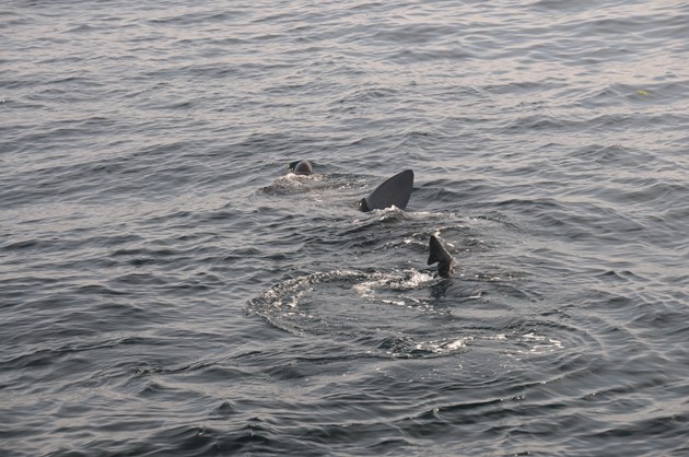 Basking shark feeding at the surface (c)SNH: Basking shark feeding at the surface (c)SNH