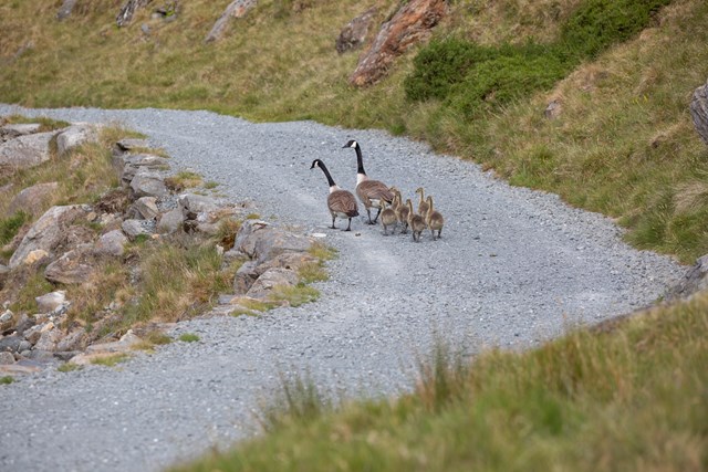 Canada Goose at Llyn Llydaw - Ben Porter