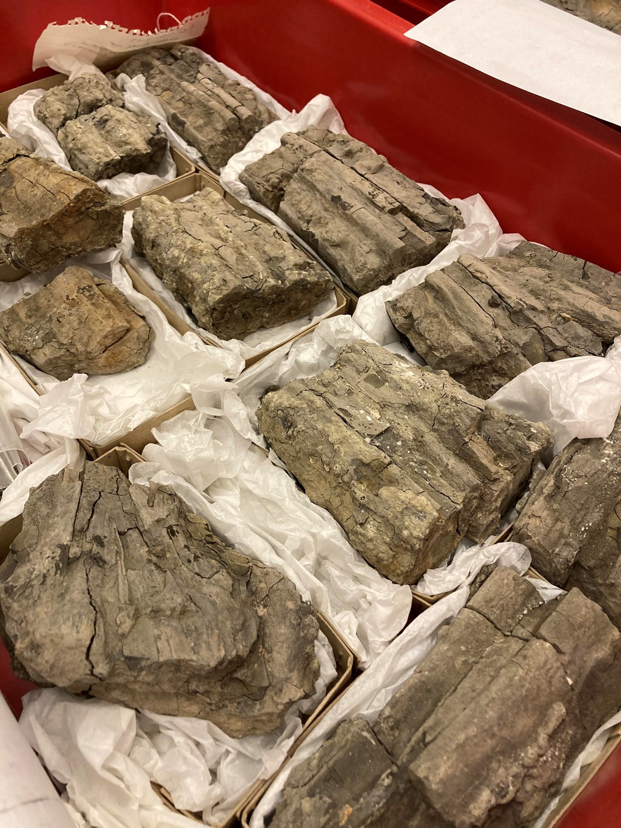 Fossil find: The impressive fossilised remains of an Ichthyosaur, found by Pauline Hoggard on a beach in Whitby in 1949 and now stored at the Leeds Discovery Centre.