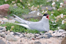 Nesting Arctic tern ©Lorne Gill NatureScot