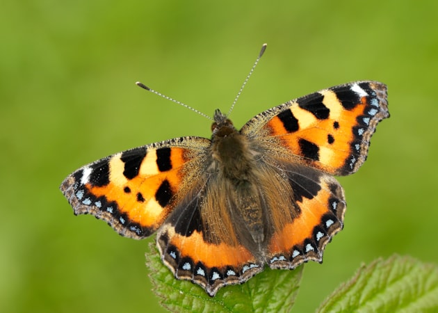 Small tortoiseshell by Iain H Leach / Butterfly Conservation