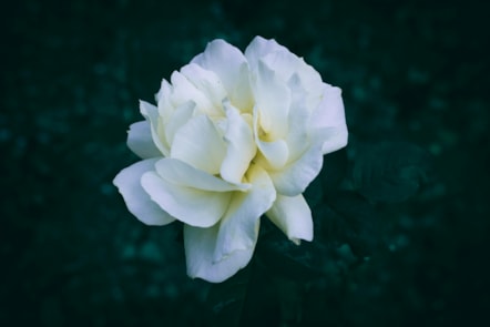 white flower