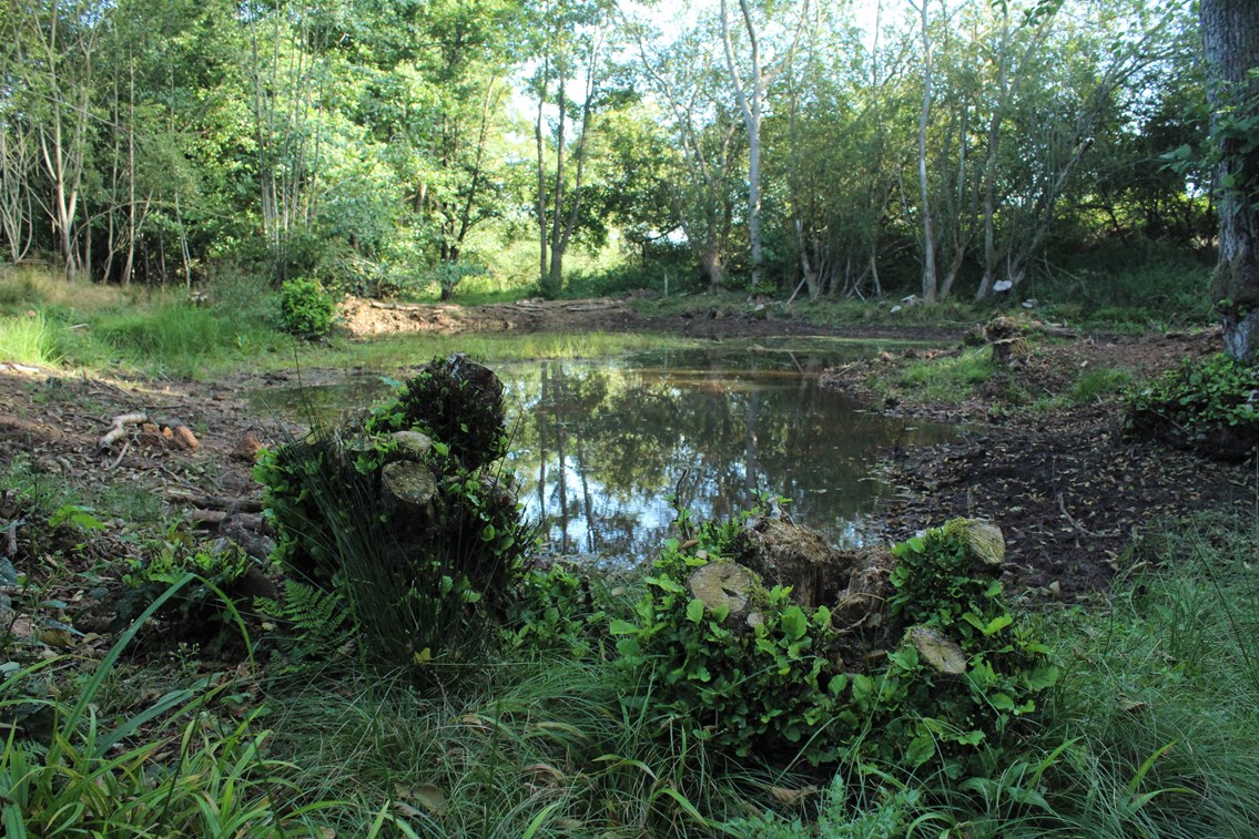 Pond habitat