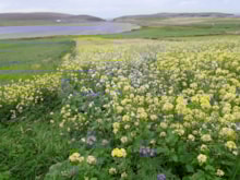 Crop planted to support bumblebees, Firva - Shetland - Gareth Powell: Crop planted to support bumblebees, Firva - Shetland - Gareth Powell