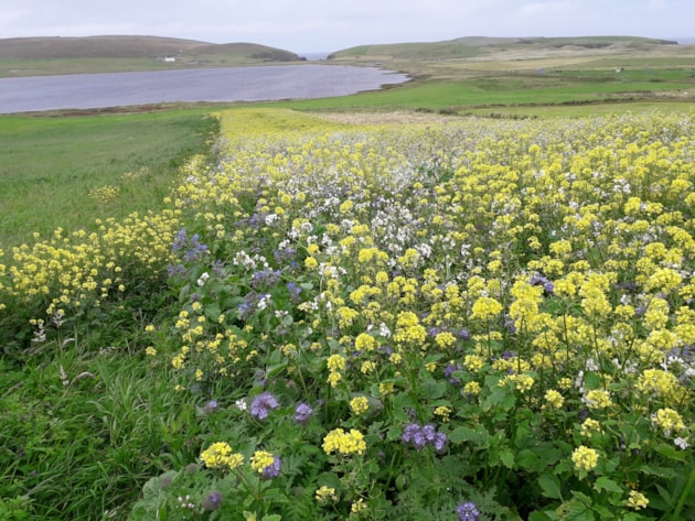 Crop planted to support bumblebees, Firva - Shetland - Gareth Powell
