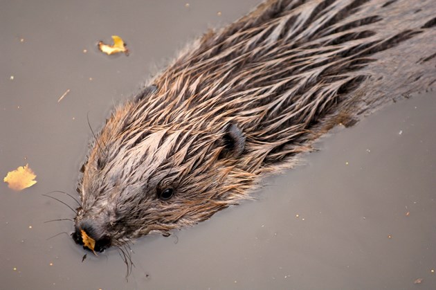 European beaver: Captive European beaver from Highland Wildlife Park. Copyright SNH/Lorne Gill. Free for one-time use.