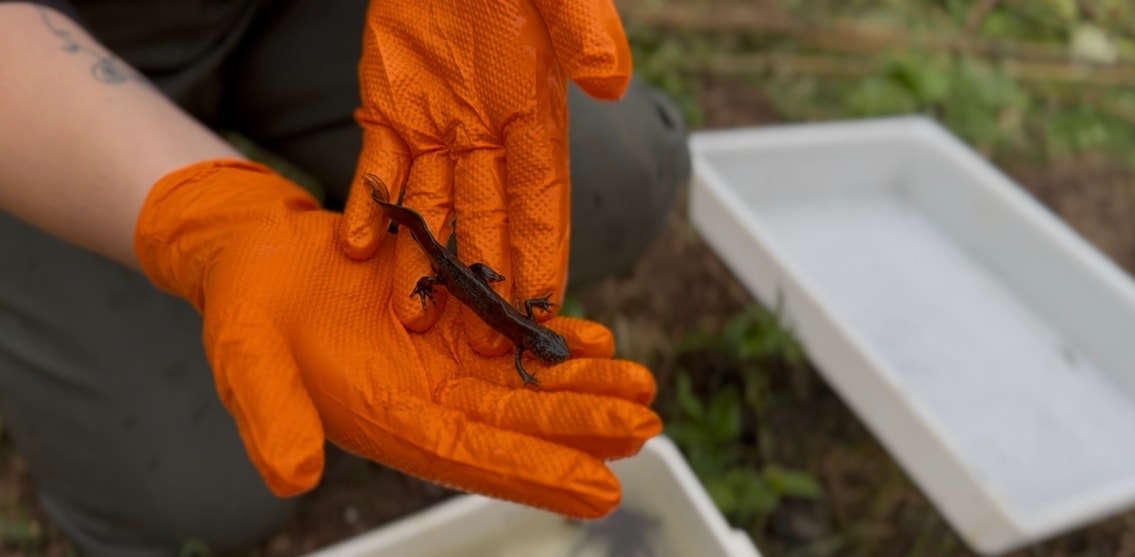 Network Rail newts1