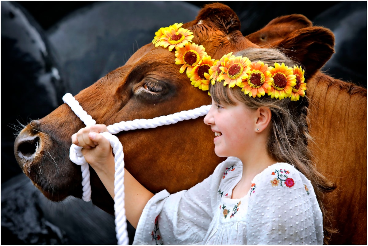 Aimee Young (10) from East Ayrshire and Nora the Ayrshire Cow at the National Museum of Rural Life. Photo (c) Paul Dodds (3) 