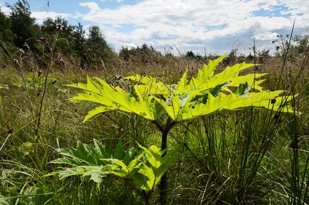 Giant Hogweed: A giant hogweed (Heracleum mantegazzianum) and sheep grazing demonstration project at as part of the Scottish Invasive Species Inititaive between Scottish Natural Heriatge, Deveron, Bogie and Isla Fisheries Trust and Aberdeen University. ©Lorne Gill/SNH. For information on reproduction rights contact the Scottish Natural Heritage Image Library on Tel. 01738 444177 or www.nature.scot