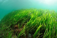 Seagrass - credit NatureScot
