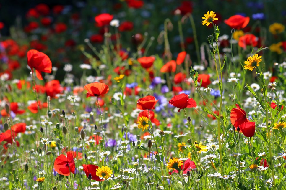 flowers