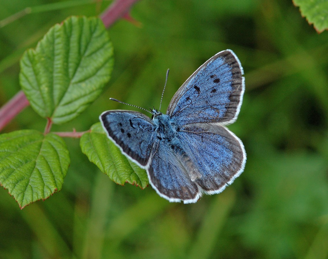 Large Blue Butterfly: The habitat of the large blue butterfly was successfully preserved by 2007 Environment Award winners Dean and Dyball