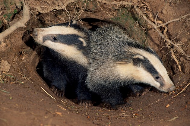 Get ‘sett’ to celebrate Scottish Badger Week in May: badger3blcampbell