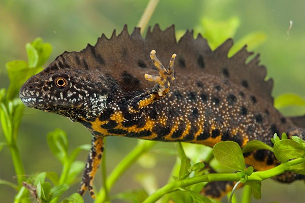 Great Crested Newt