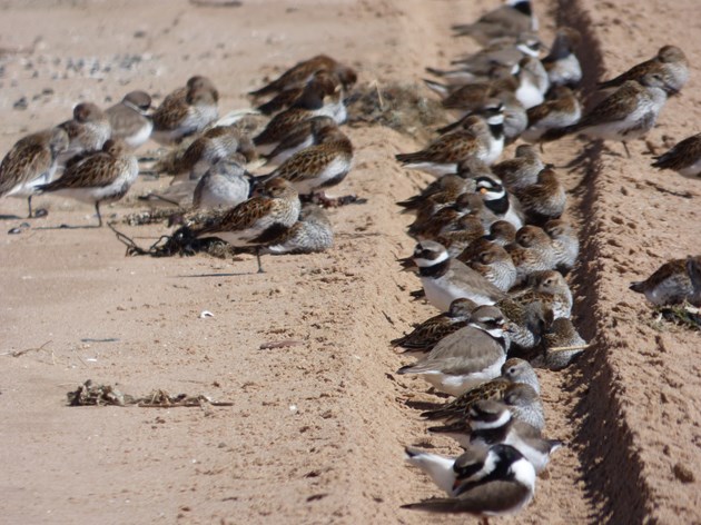 Wader flock on quieter beach ©Catriona Reid/SNH
