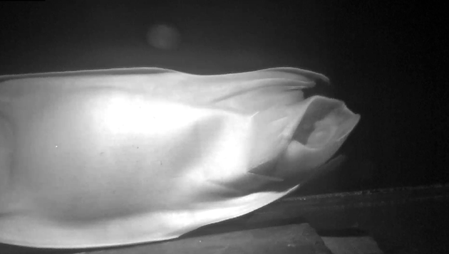 World first as endangered skate egg hatches: The moment of hatching ©NatureScot/SAMS