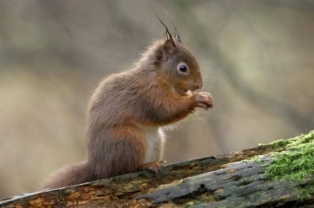 Red squirrel: Red squirrel. Please credit Scottish Natural Heritage (SNH).