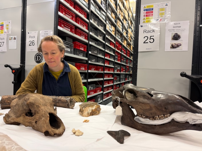 Ice Age remains-15: As well as predators, curators have also been cataloguing the remain of other ancient animals including the skull of a giant Irish elk and a mammoth tusk and tooth. Curator Clare Brown is show here with some of the remains