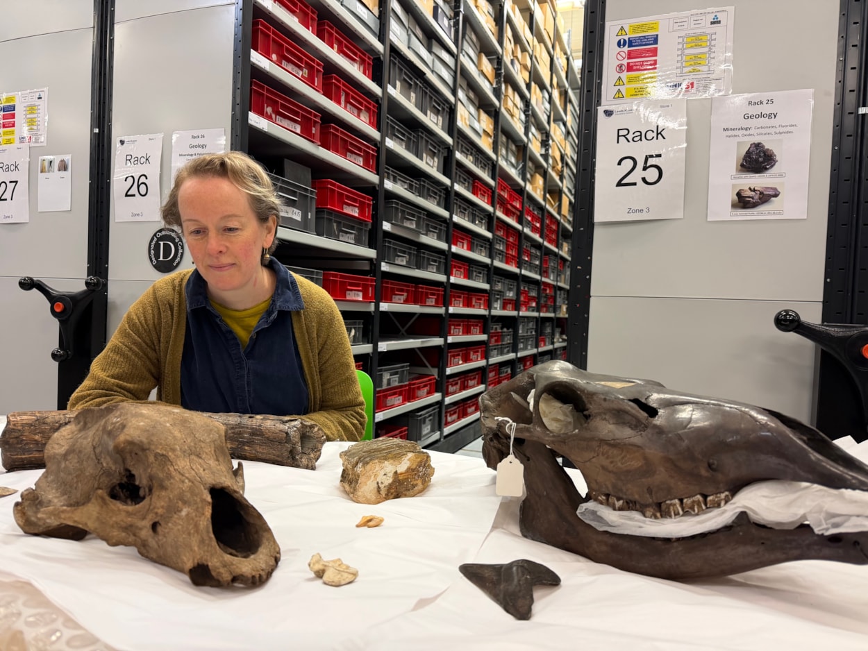 Ice Age remains-15: As well as predators, curators have also been cataloguing the remain of other ancient animals including the skull of a giant Irish elk and a mammoth tusk and tooth. Curator Clare Brown is show here with some of the remains
