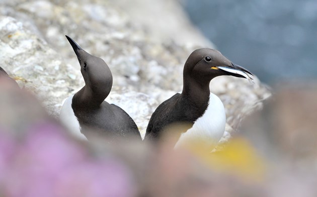 Seabird numbers decline by almost 50%: Guillemots at Fowlsheugh ©Lorne Gill/NatureScot
