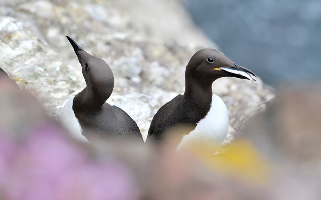 Seabird declines may be slowing: Guillemots at Fowlsheugh ©Lorne Gill/NatureScot