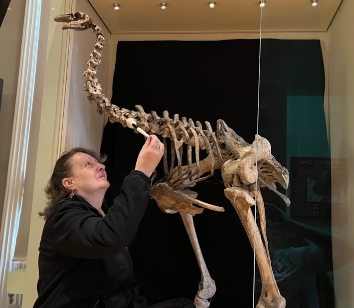 Moa cleaning: Visitor assistant Joanne Medd cleans the incredibly rare and complete bones of the heavy-footed moa, a huge flightless bird which once roamed parts of New Zealand. The skeleton is on display at Leeds City Museum.