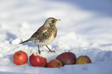 Fieldfare: A fieldfare eating fallen apples in a snow covered garden. ©Lorne Gill/NatureScot.