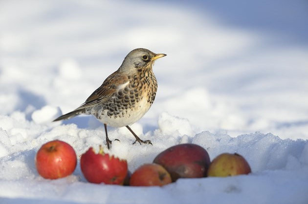 Fieldfare: A fieldfare eating fallen apples in a snow covered garden. ©Lorne Gill/NatureScot.