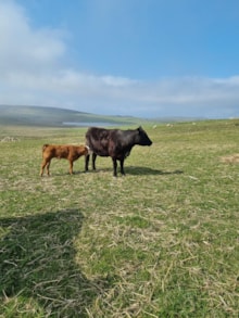 Cow and calf at Brough Croft (c) Nathalie Pion: Cow and calf at Brough Croft (c) Nathalie Pion