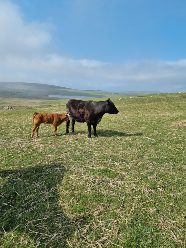 Cow and calf at Brough Croft (c) Nathalie Pion