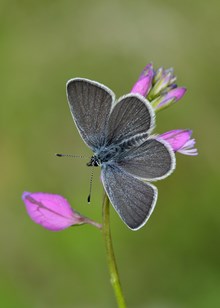 Species on the Edge - small blue butterfly - credit Iain H Leach